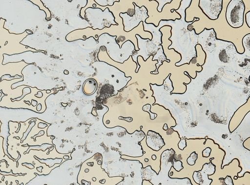 Jaera albifrons