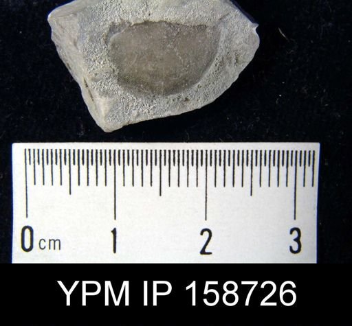 Chonetes primigenius