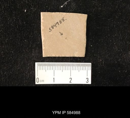undet. Hexapoda