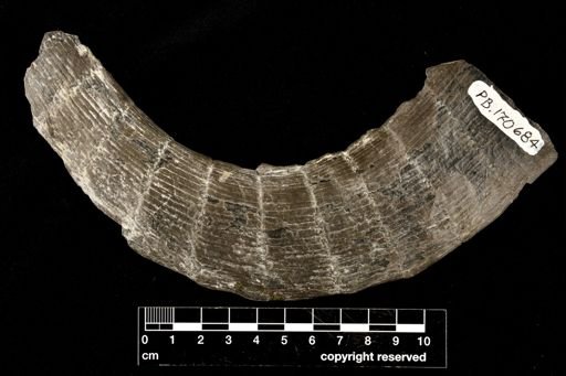 Calamites sp.