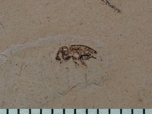undet. Coleoptera