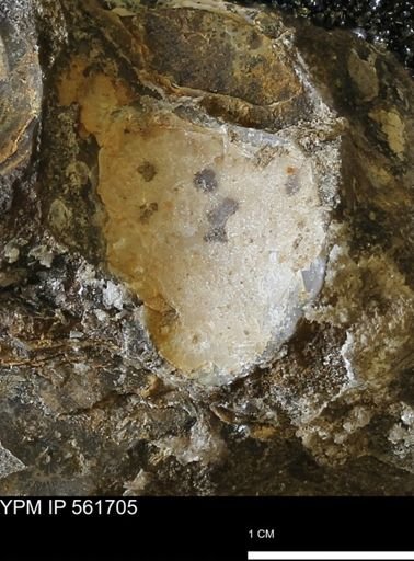 undet. Bivalvia