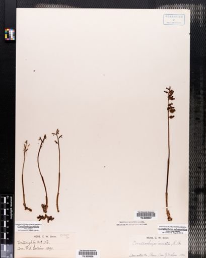 Corallorrhiza
