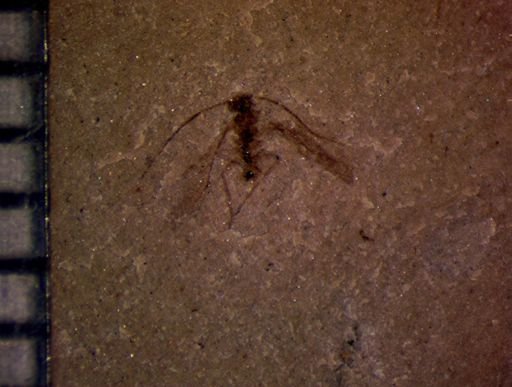 undet. Diptera