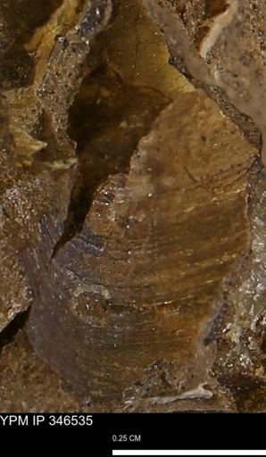 Limopsis striatopunctatus