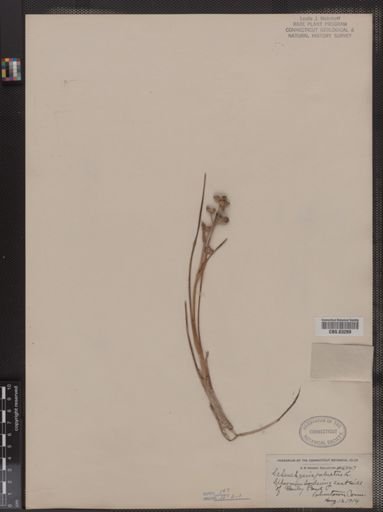 Scheuchzeria palustris
