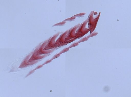 Flabellina verrucosa