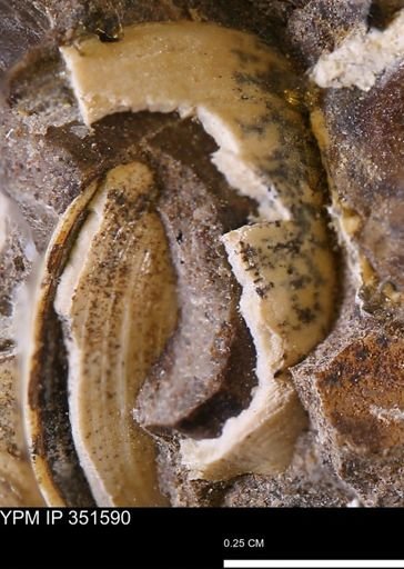 Limopsis striatopunctatus