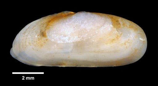 Tagelus divisus