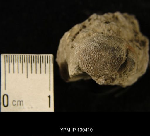Phacops rana