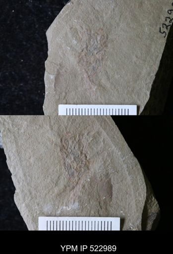 undet. Dendroidea