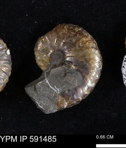 Hoploscaphites