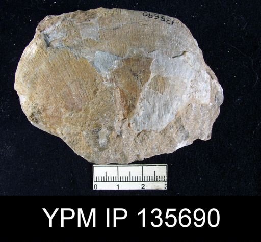 Derbya sp.