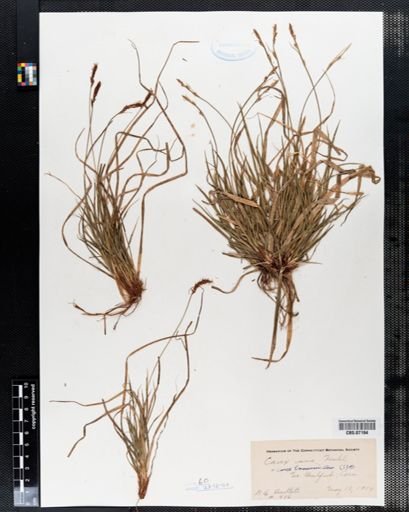 Carex emmonsii