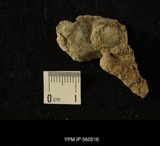 undet. Discinoidea