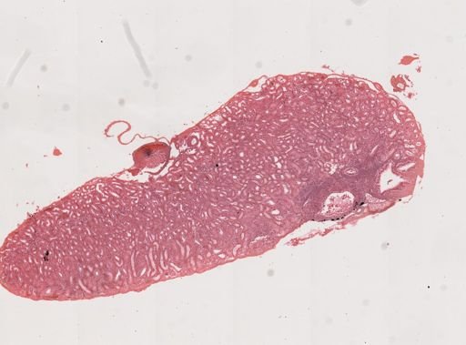 Haemogregarina