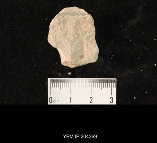 undet. Hexapoda