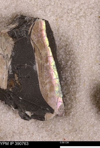 Mollusca