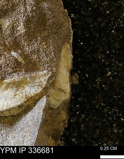 undet. Mollusca