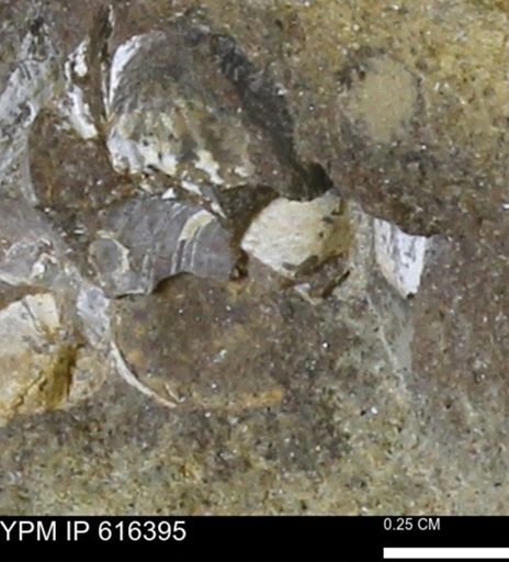 Protocardia subquadrata
