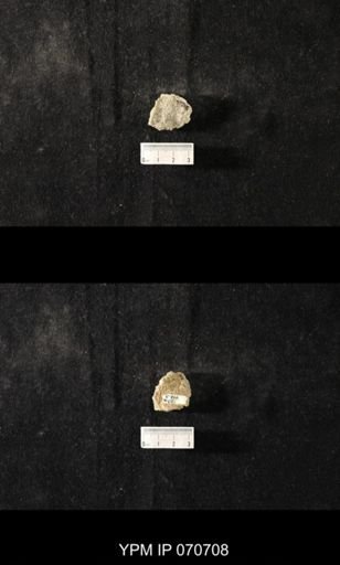 Favosites louisvillensis