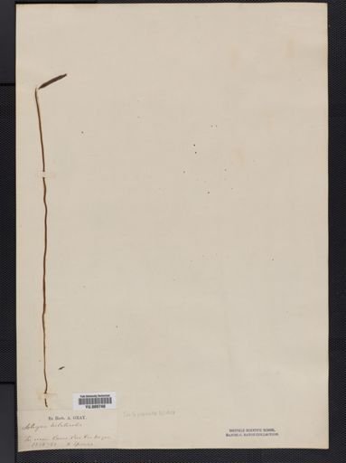 Schizaea