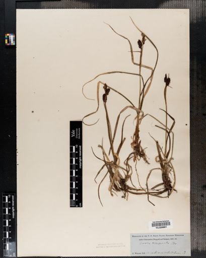 Carex