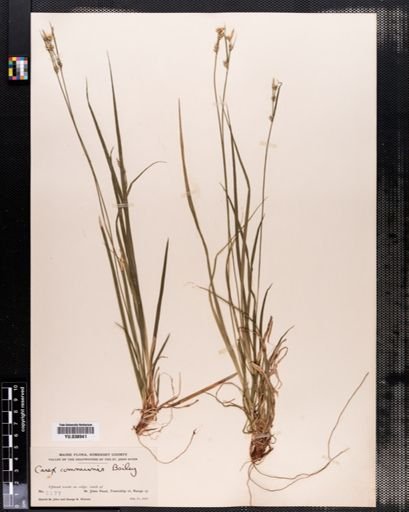 Carex communis