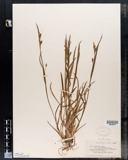 Carex laxiflora