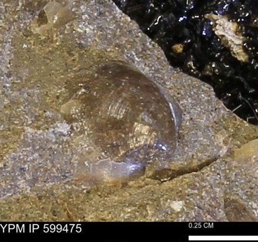 Protocardia subquadrata