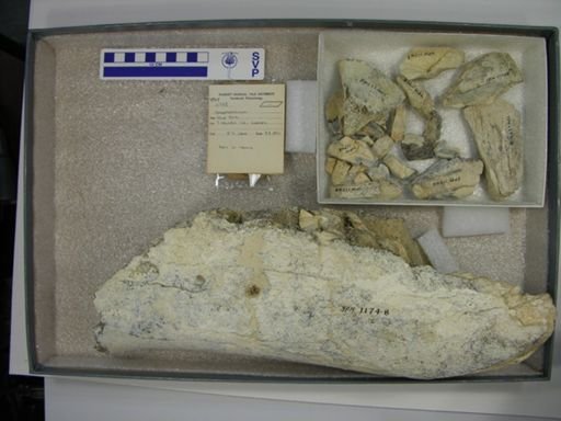 Gomphotherium sp.