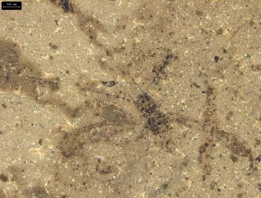 Insecta