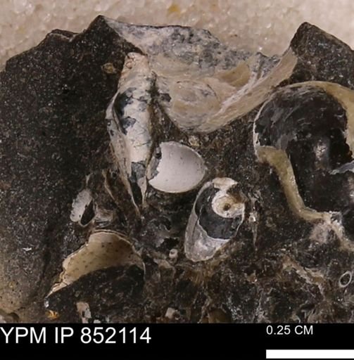 undet. Bivalvia