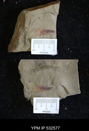 Sphenothallus sp.
