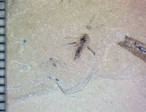 Diptera?