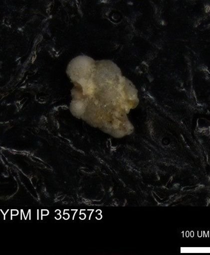 undet. Foraminiferida