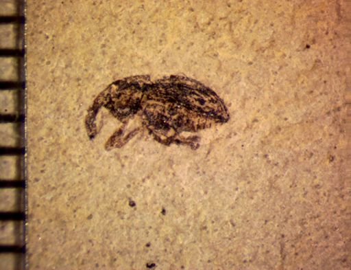 undet. Curculionidae