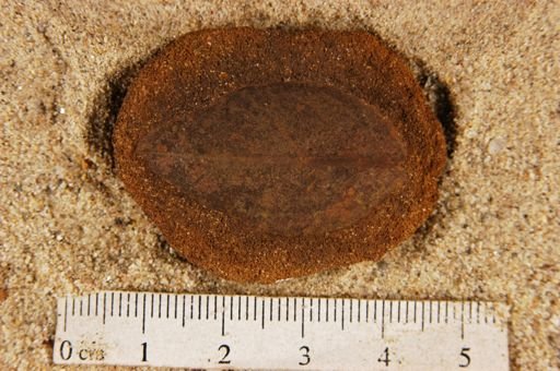 Angiospermopsida