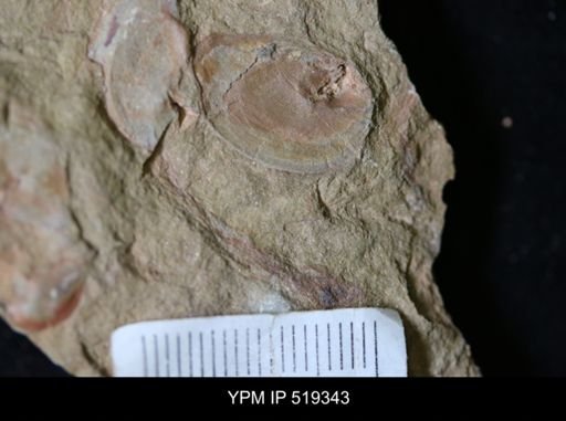 undet. Bivalvia