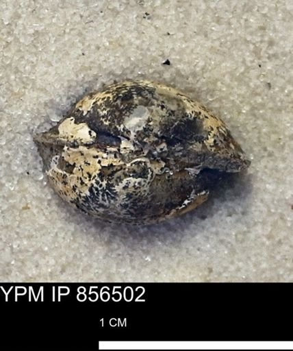 Protocardia sp.