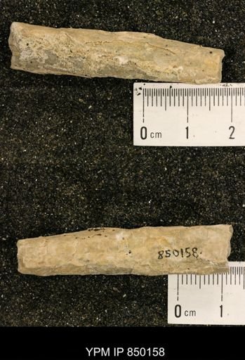 Baculites