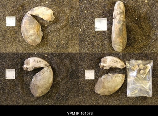 Hoploscaphites nicolletii