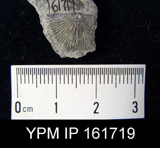 Schuchertella subplana