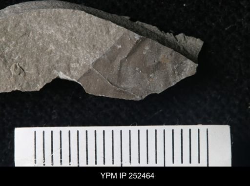 undet. Eurypterida