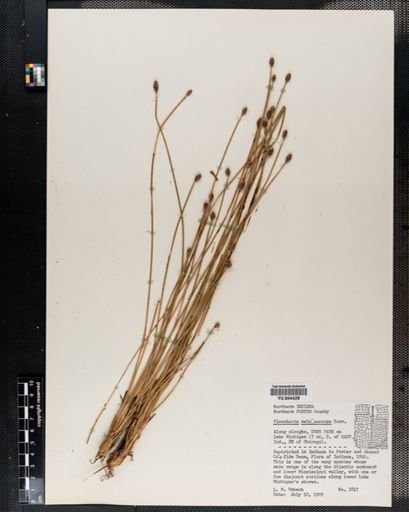 Eleocharis melanocarpa
