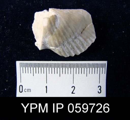 Spirifer worthenanus