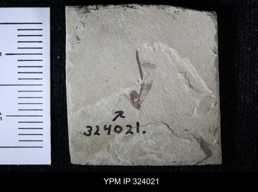 undet. Hemiptera