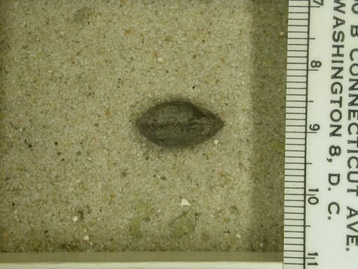 Nanothyris subglobosa