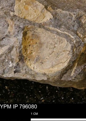 Spisula elliptica