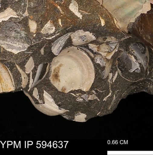 Protocardia sp.